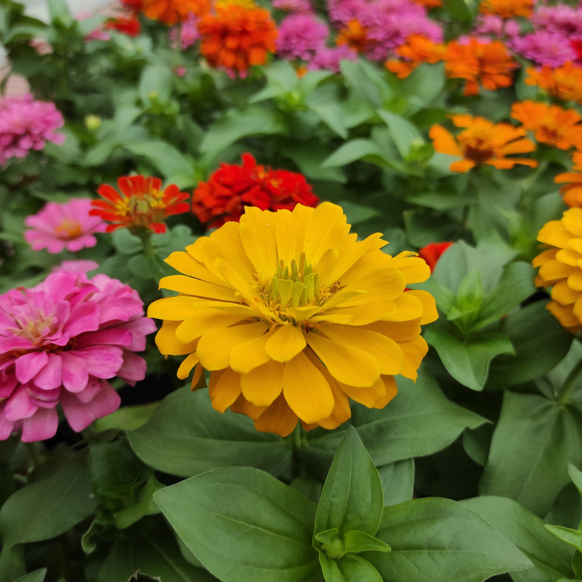 Zinnia Seeds - Flowered Mixture, 30 seeds