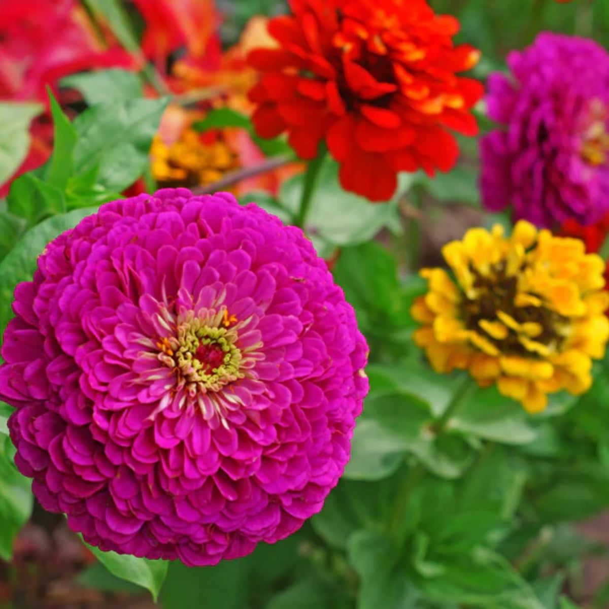 Zinnia Seeds - Flowered Mixture, 30 seeds