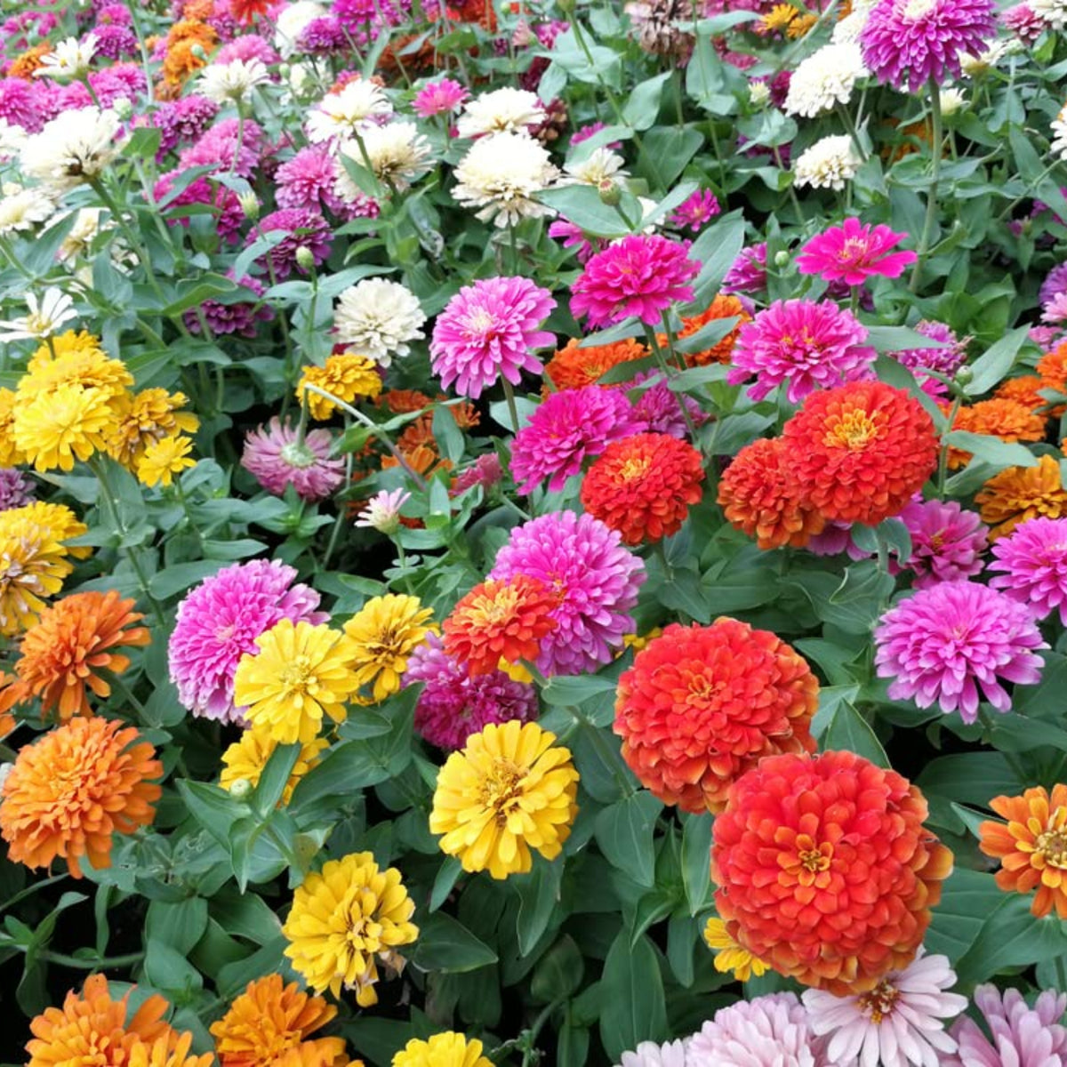 Zinnia Seeds - Flowered Mixture, 30 seeds