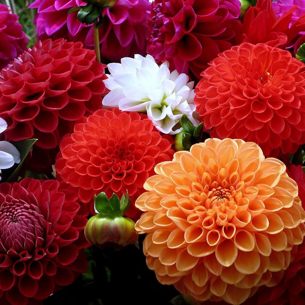 Zinnia Seeds - Flowered Mixture, 30 seeds