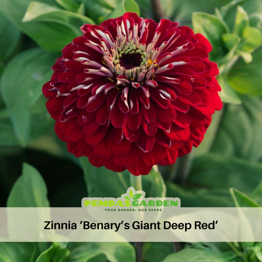 Benary’s Giant Deep Red Zinnia Seeds - Zinnia Elegans, 30 seeds