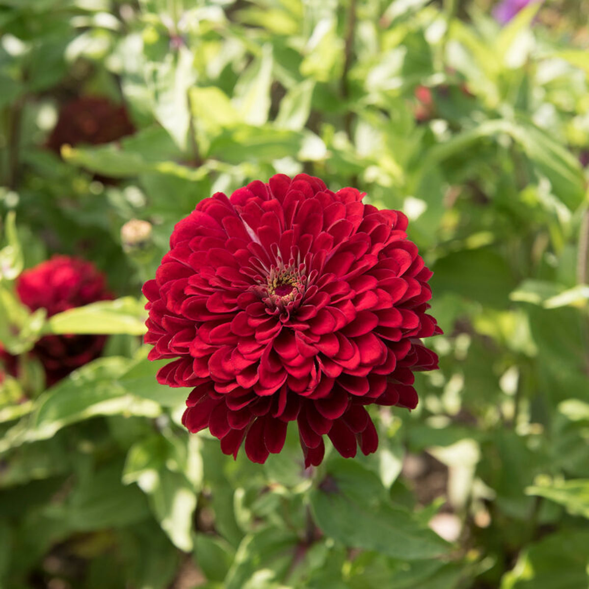 Benary’s Giant Deep Red Zinnia Seeds - Zinnia Elegans, 30 seeds