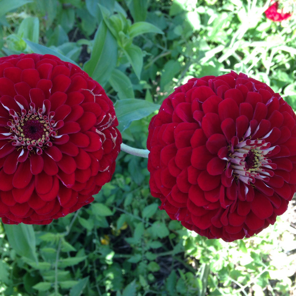 Benary’s Giant Deep Red Zinnia Seeds - Zinnia Elegans, 30 seeds