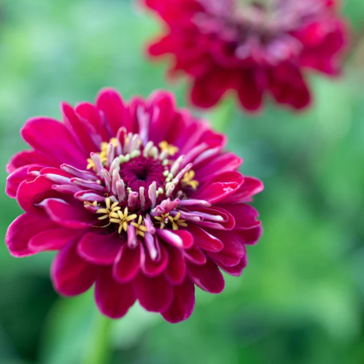 Benary’s Giant Deep Red Zinnia Seeds - Zinnia Elegans, 30 seeds