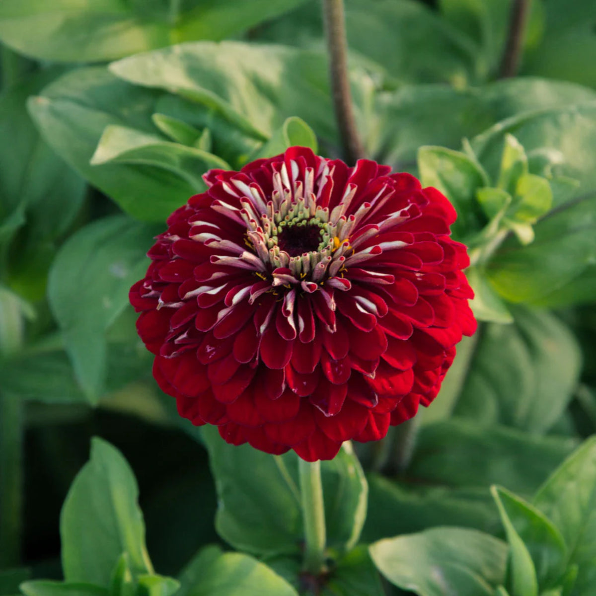 Benary’s Giant Deep Red Zinnia Seeds - Zinnia Elegans, 30 seeds