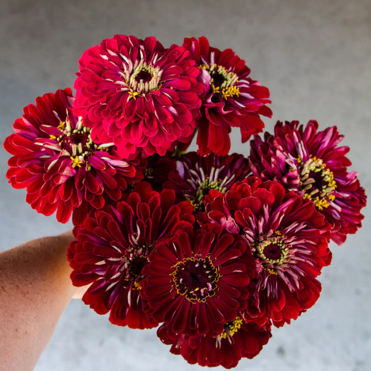 Benary’s Giant Deep Red Zinnia Seeds - Zinnia Elegans, 30 seeds
