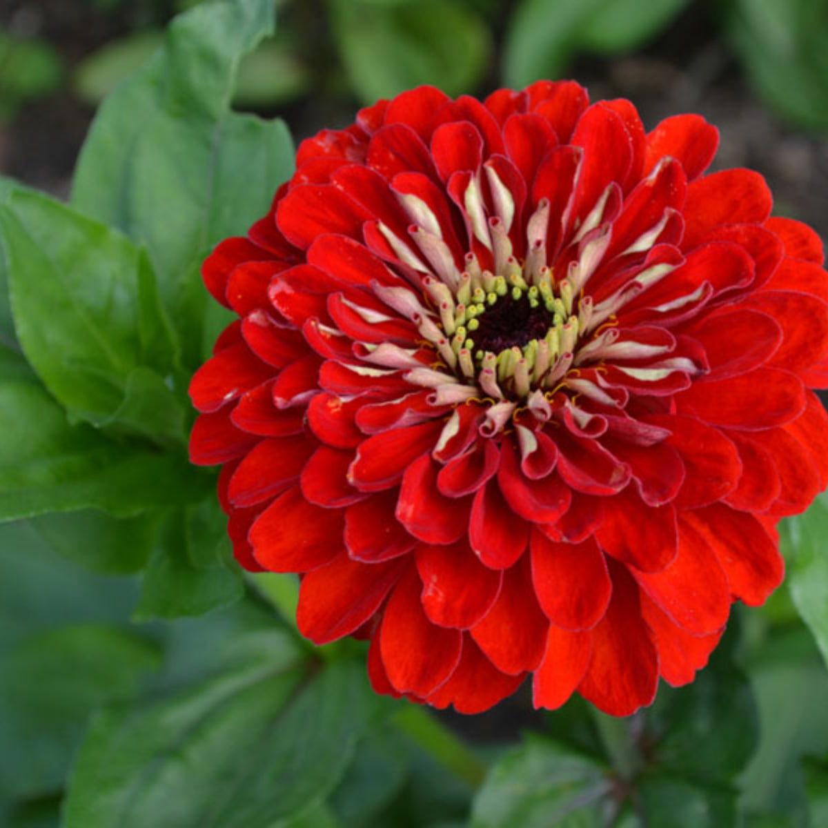 Benary’s Giant Deep Red Zinnia Seeds - Zinnia Elegans, 30 seeds