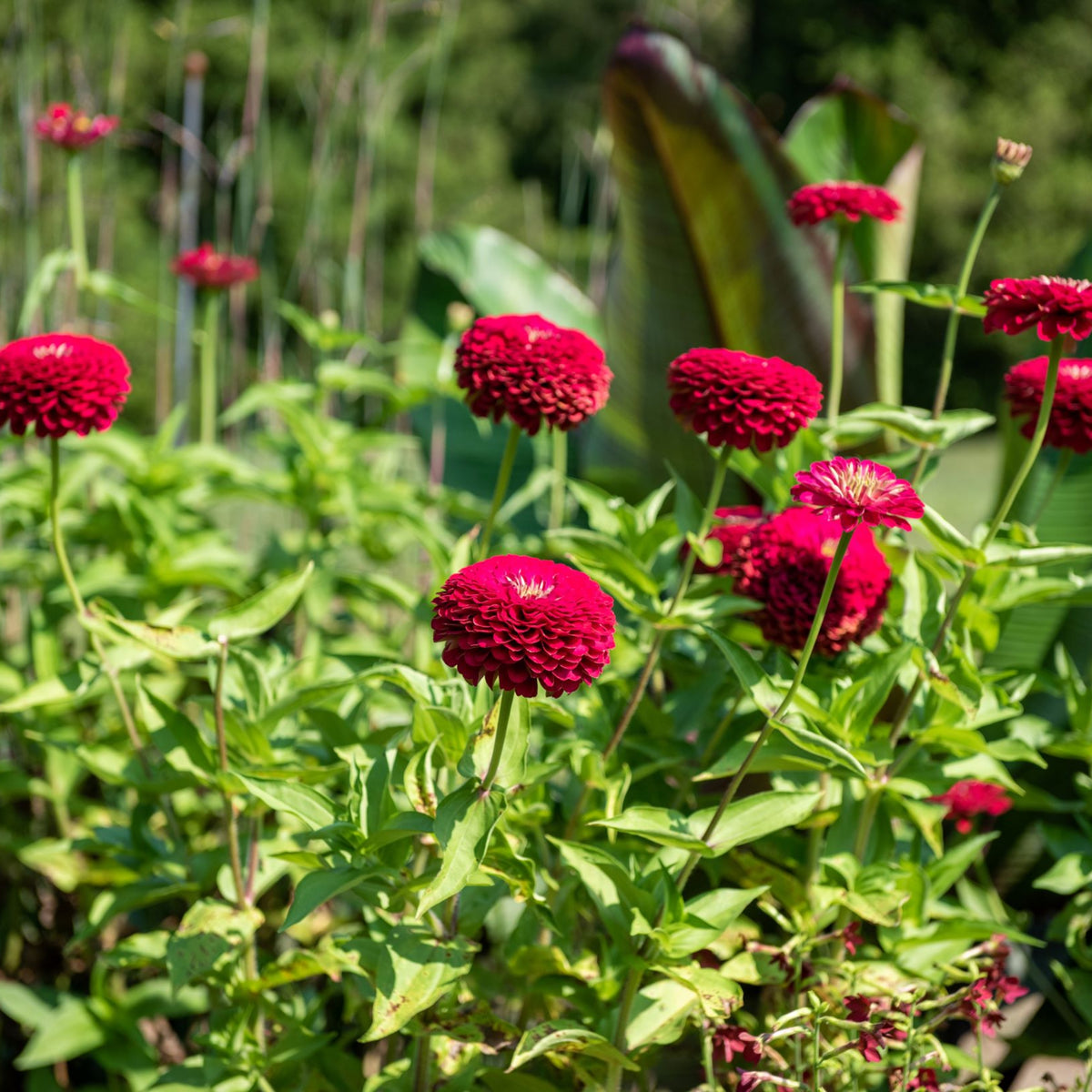 Benary’s Giant Deep Red Zinnia Seeds - Zinnia Elegans, 30 seeds
