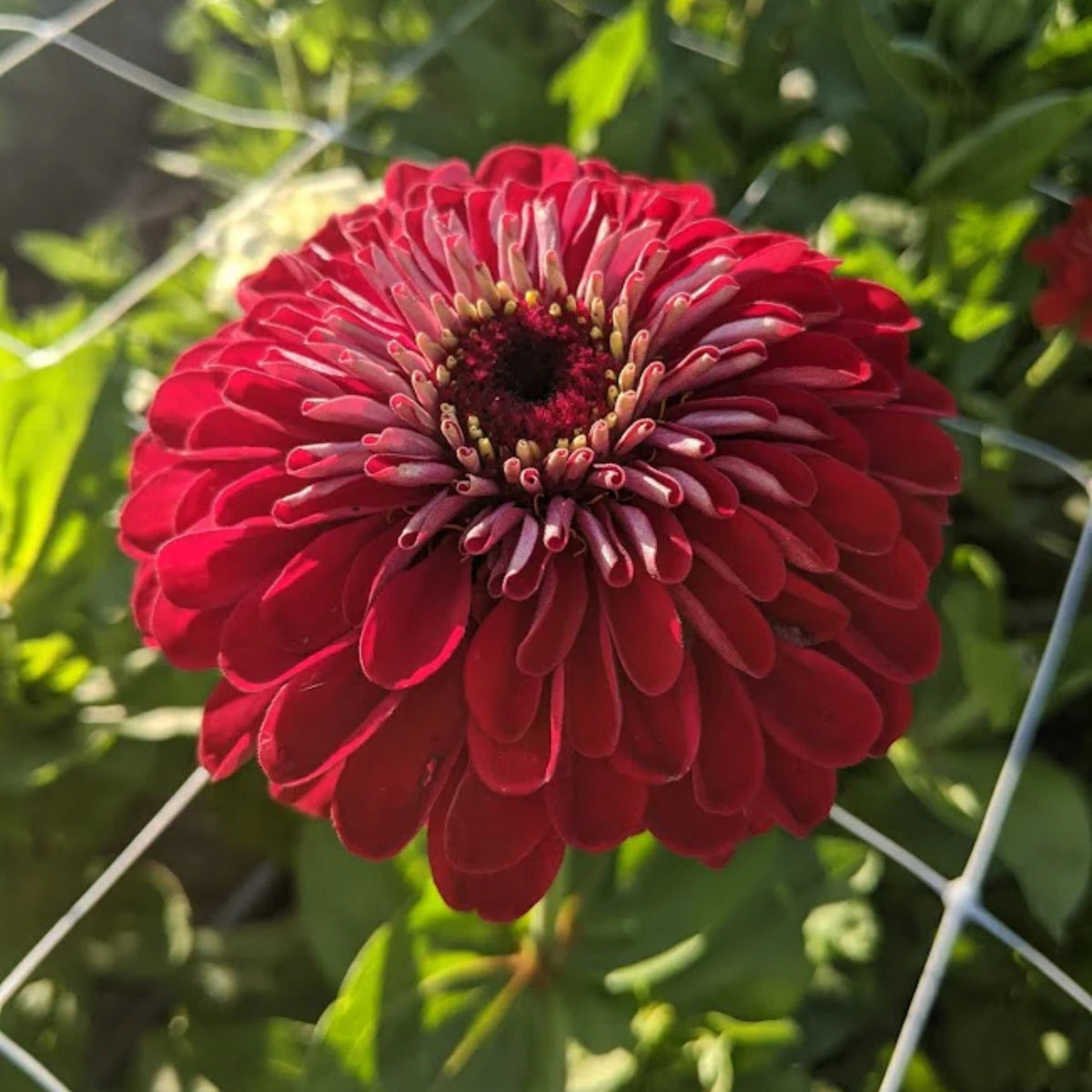 Benary’s Giant Deep Red Zinnia Seeds - Zinnia Elegans, 30 seeds