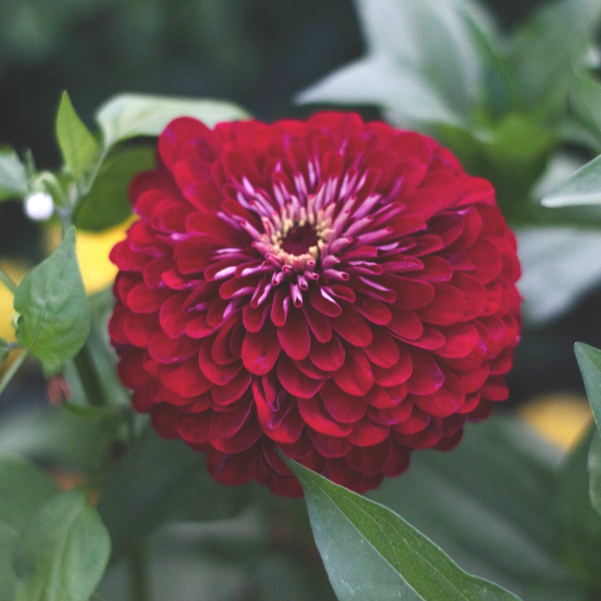 Benary’s Giant Deep Red Zinnia Seeds - Zinnia Elegans, 30 seeds