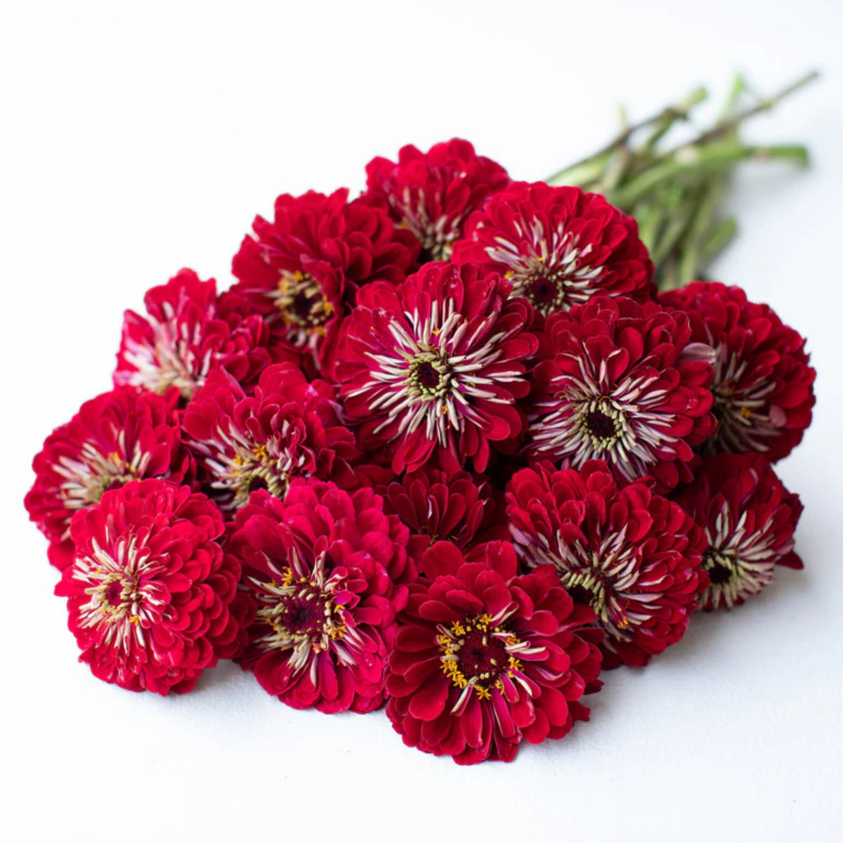 Benary’s Giant Deep Red Zinnia Seeds - Zinnia Elegans, 30 seeds
