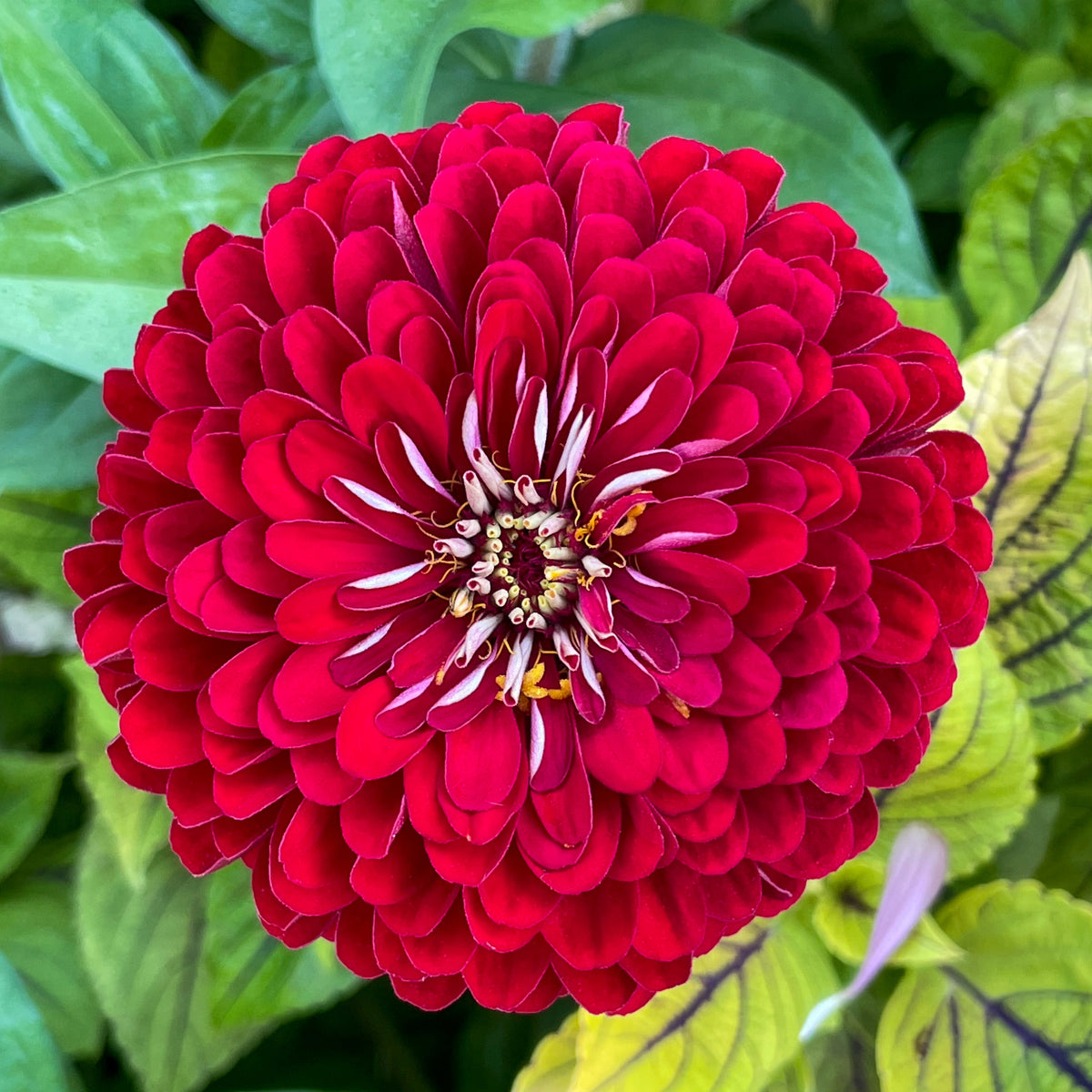 Benary’s Giant Deep Red Zinnia Seeds - Zinnia Elegans, 30 seeds