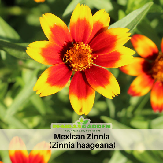 Mexican Zinnia Seeds, 30 seeds