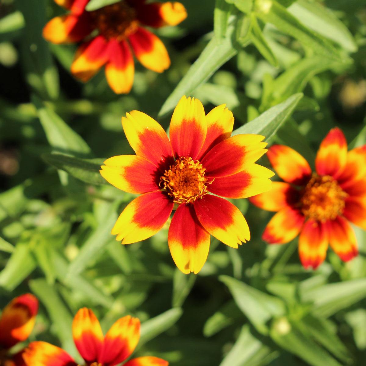 Mexican Zinnia Seeds, 30 seeds