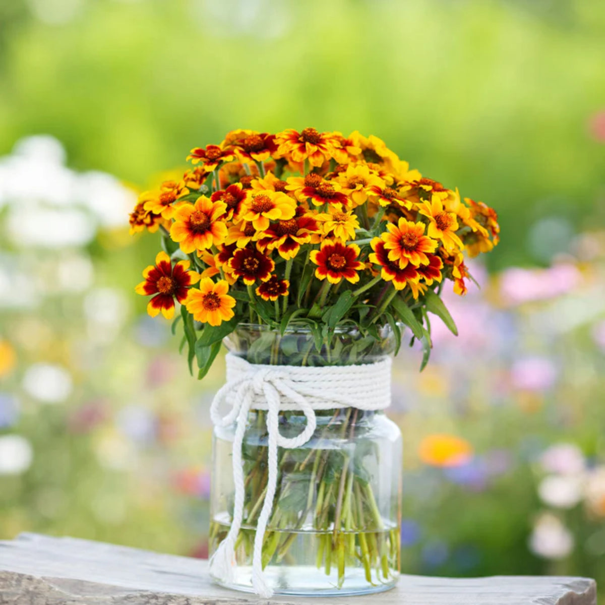 Mexican Zinnia Seeds, 30 seeds