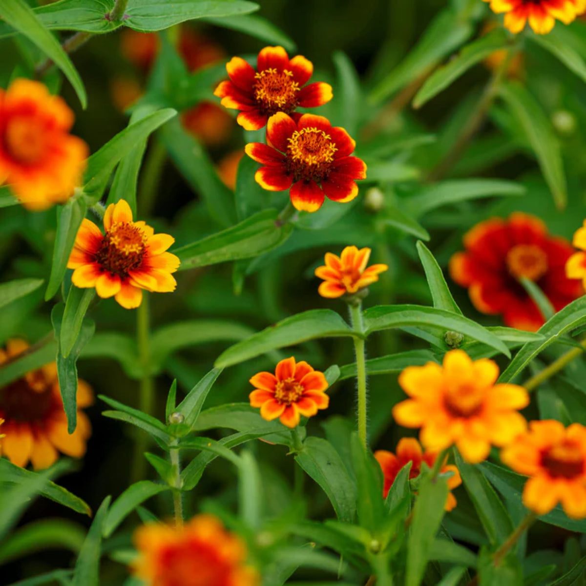 Mexican Zinnia Seeds, 30 seeds