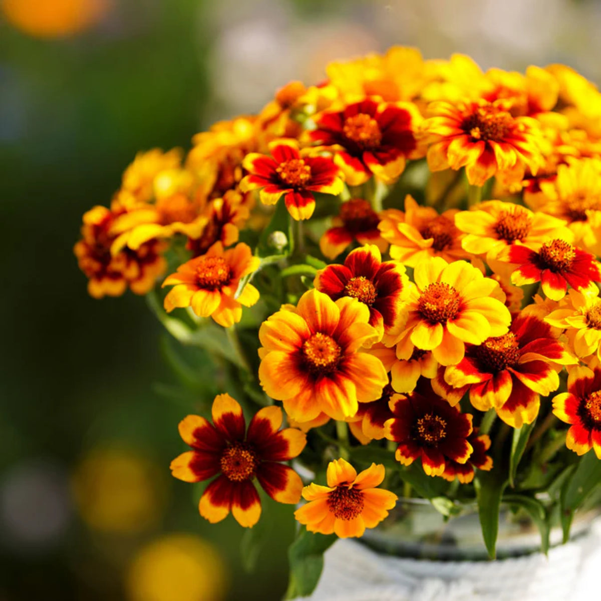 Mexican Zinnia Seeds, 30 seeds