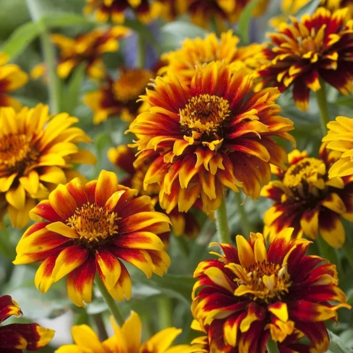 Mexican Zinnia Seeds, 30 seeds