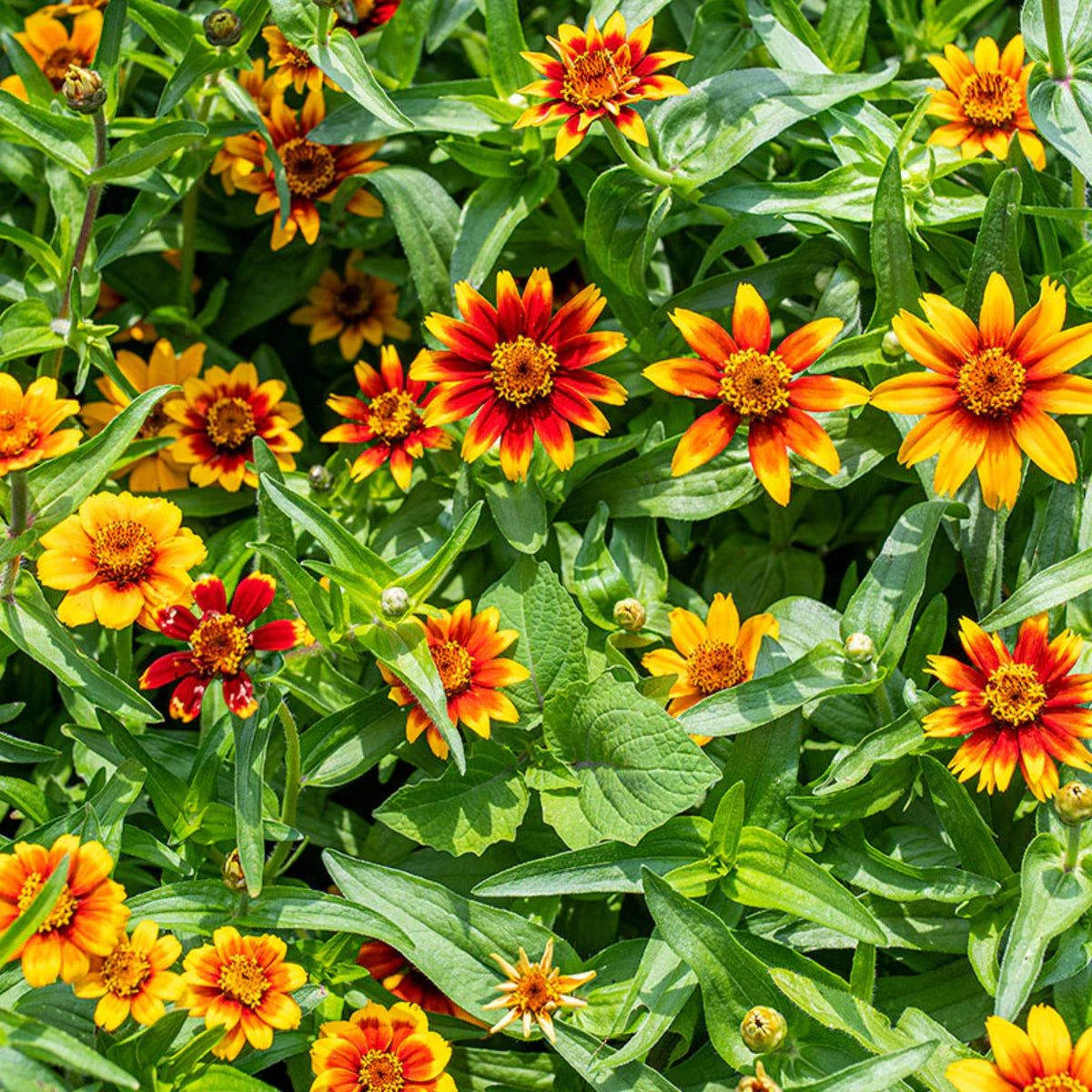 Mexican Zinnia Seeds, 30 seeds
