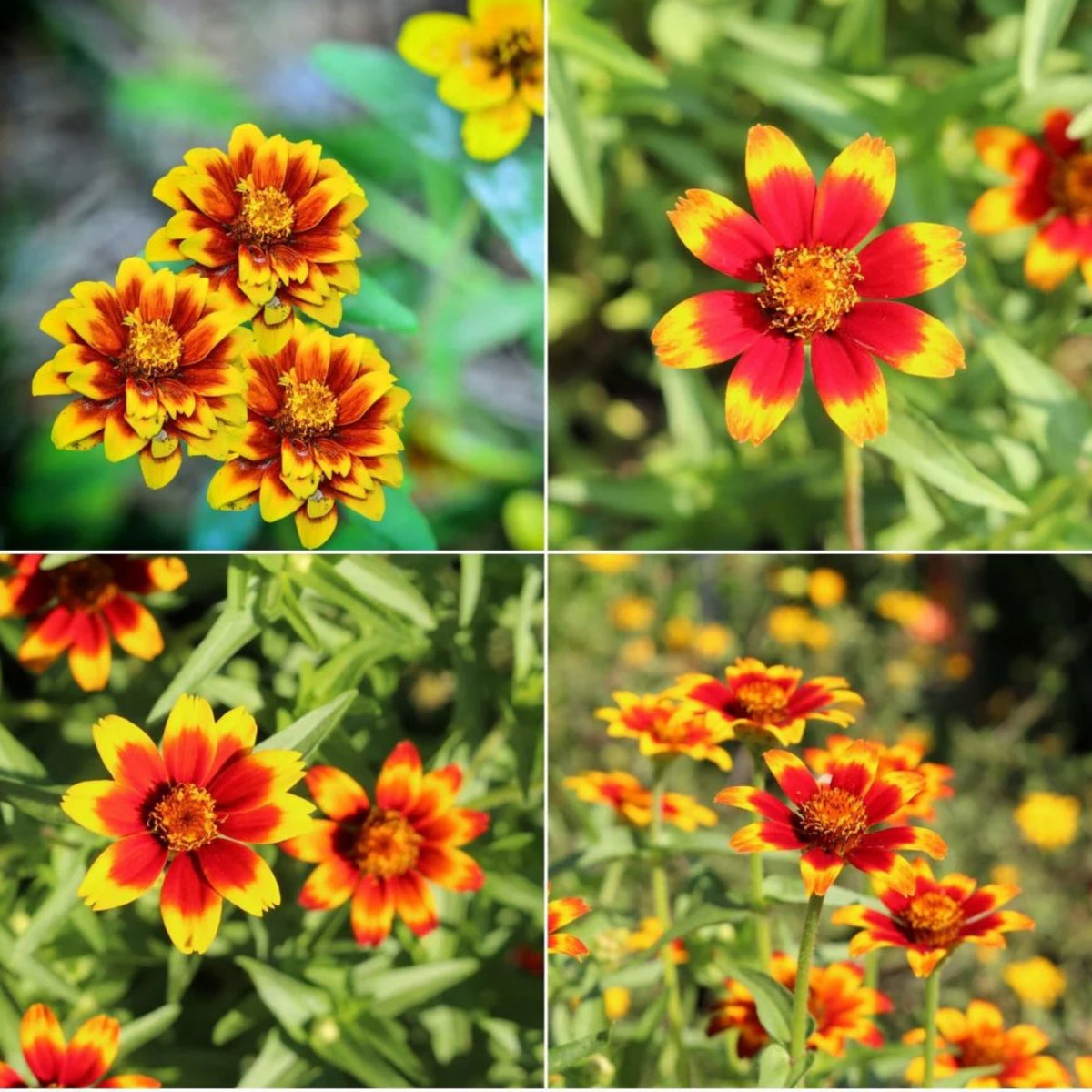 Mexican Zinnia Seeds, 30 seeds