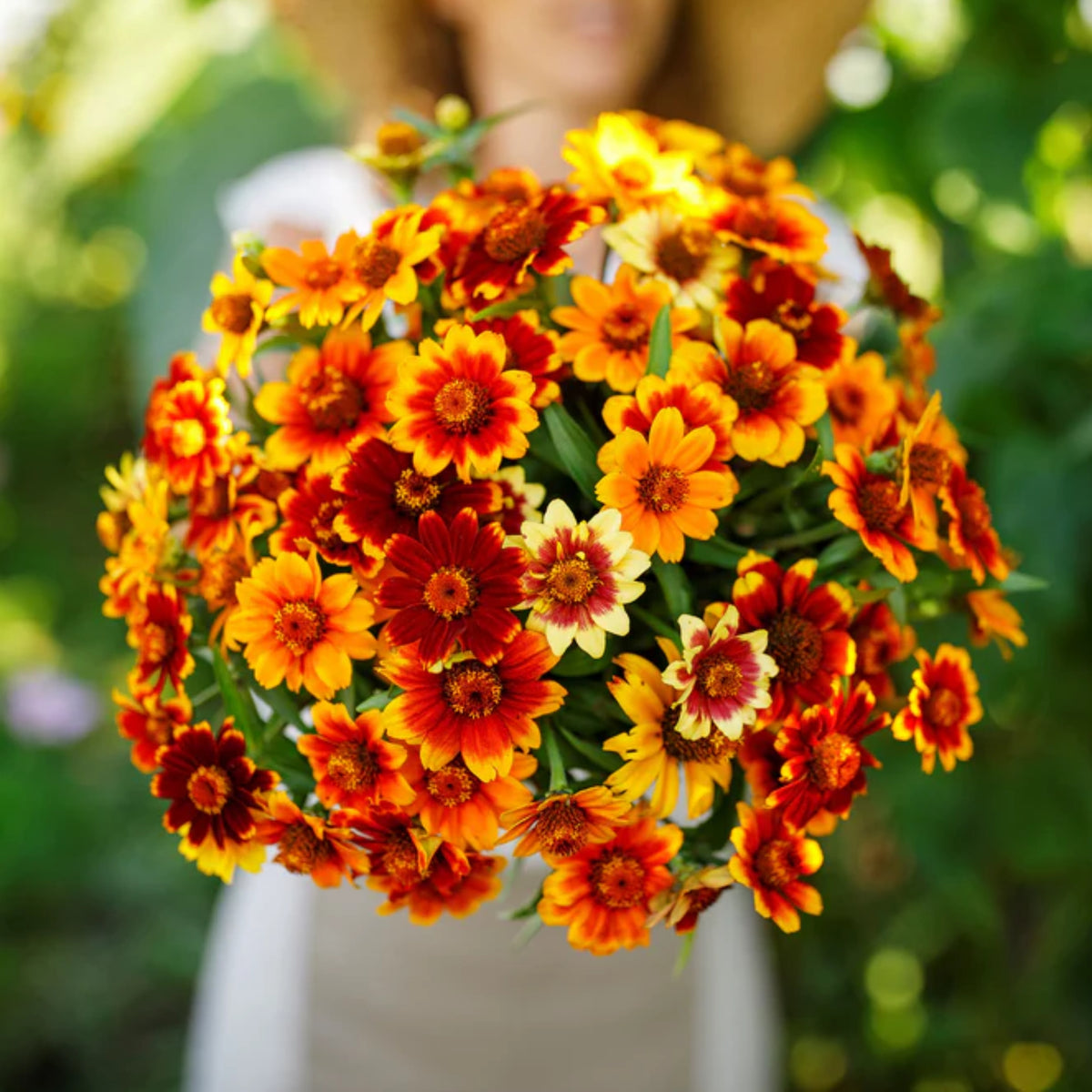 Mexican Zinnia Seeds, 30 seeds