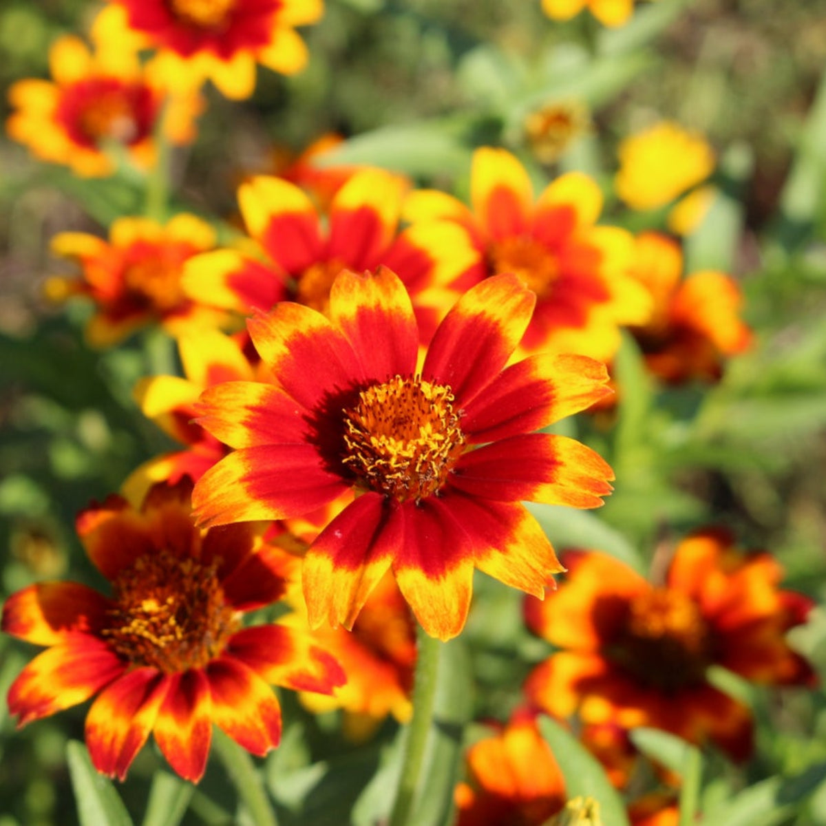 Mexican Zinnia Seeds, 30 seeds