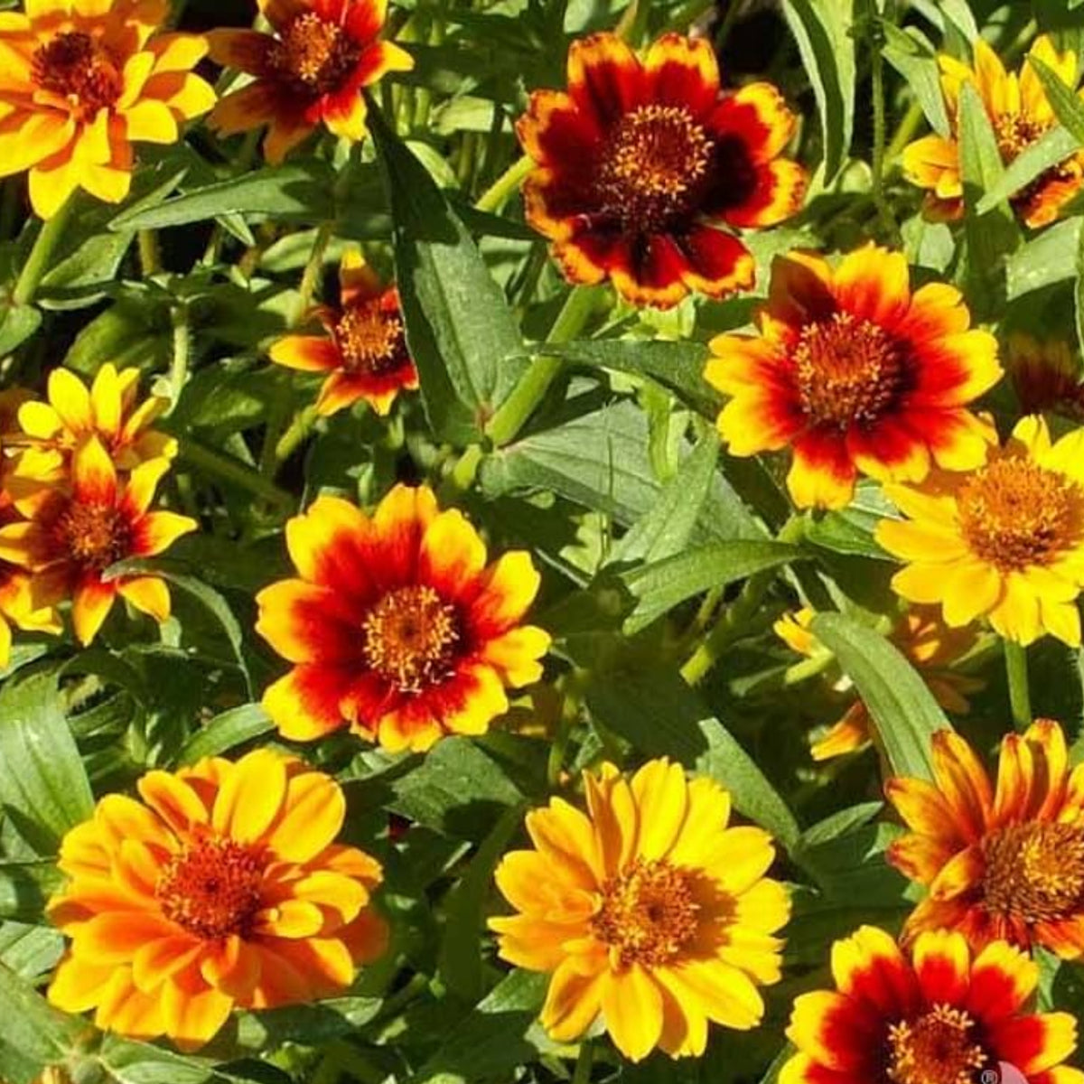 Mexican Zinnia Seeds, 30 seeds