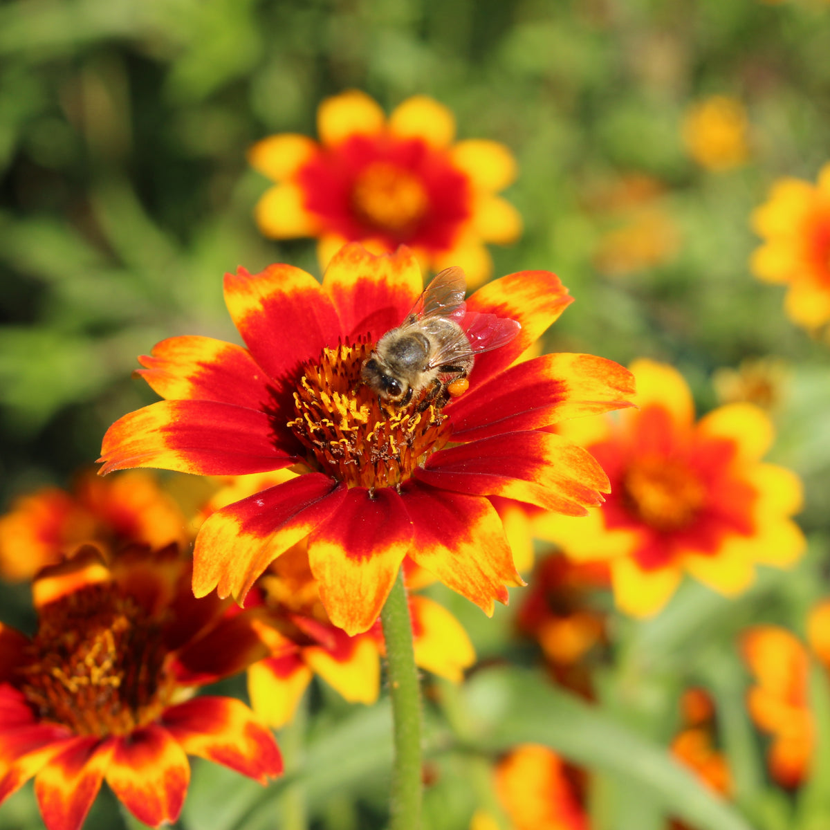 Mexican Zinnia Seeds, 30 seeds