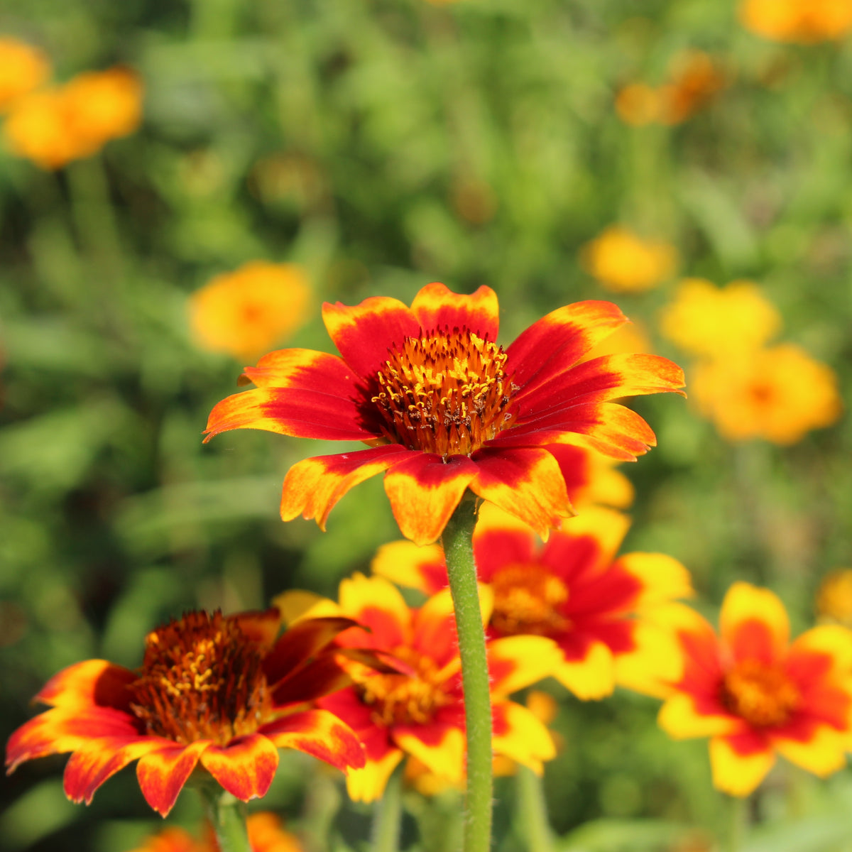 Mexican Zinnia Seeds, 30 seeds