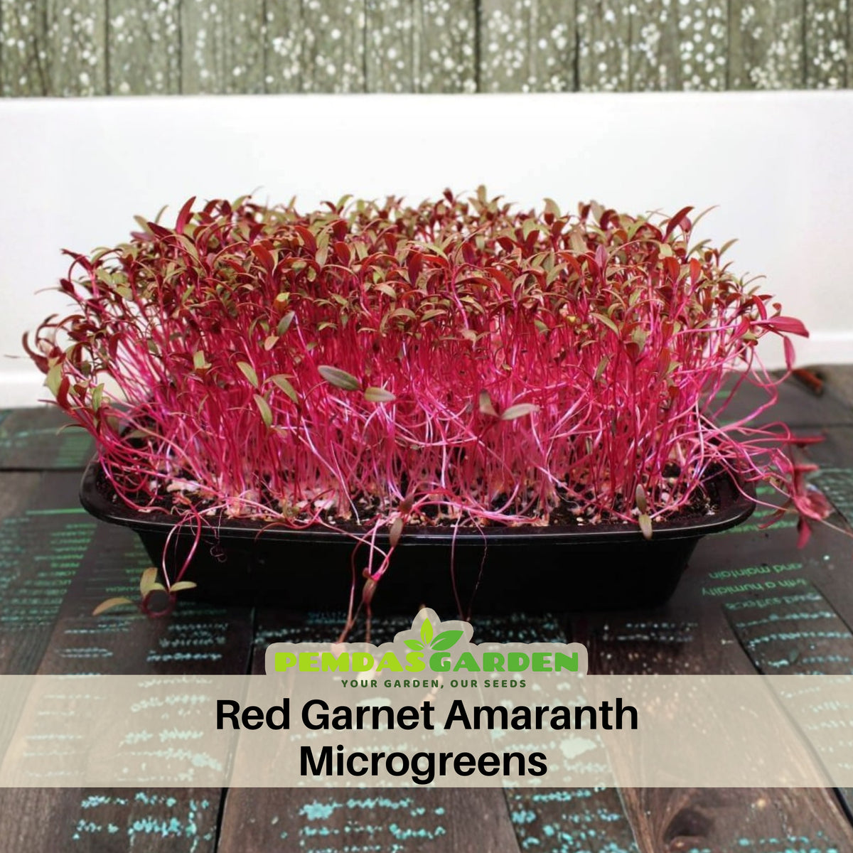 Red Garnet Amaranth Microgreens Seeds
