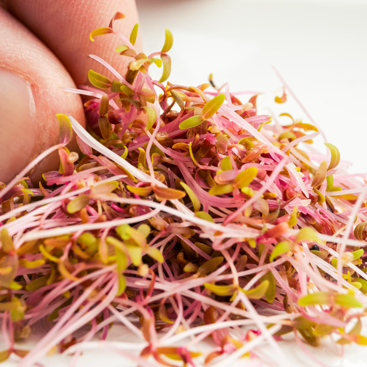 Red Garnet Amaranth Microgreens Seeds