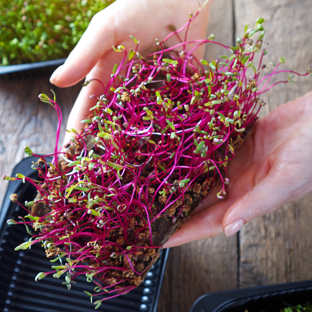 Red Garnet Amaranth Microgreens Seeds