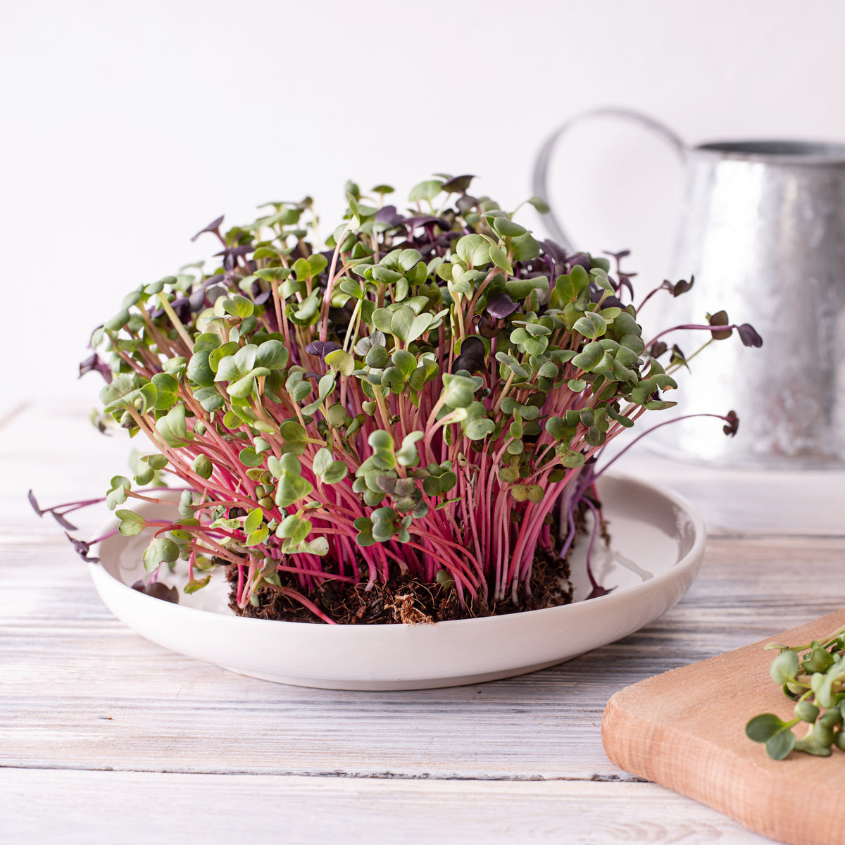 Red Garnet Amaranth Microgreens Seeds