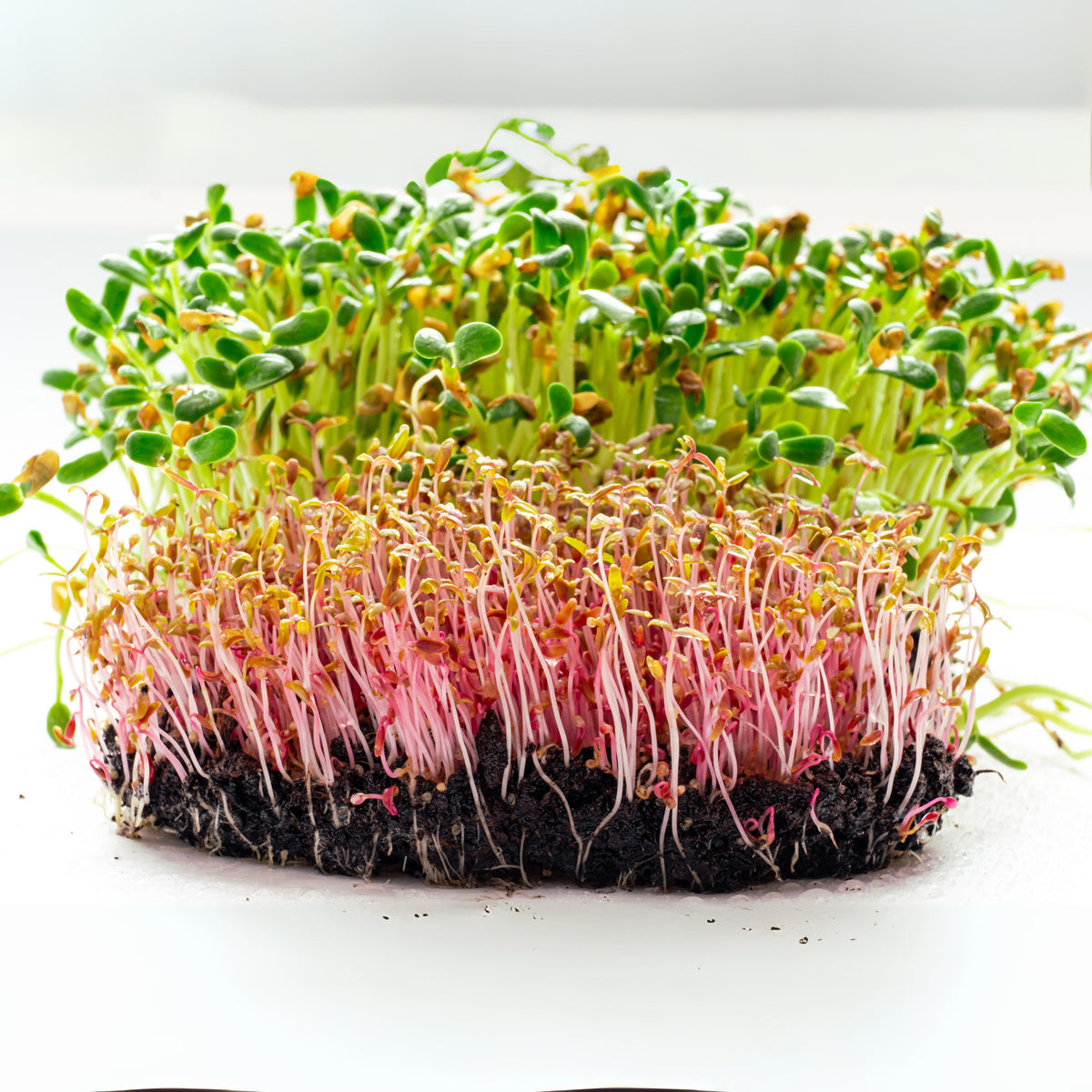 Red Garnet Amaranth Microgreens Seeds