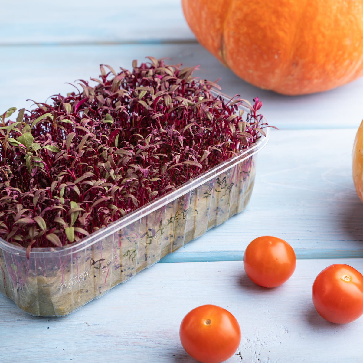 Red Garnet Amaranth Microgreens Seeds