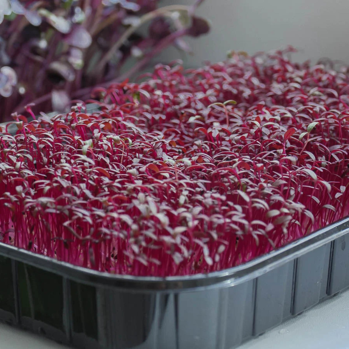 Red Garnet Amaranth Microgreens Seeds