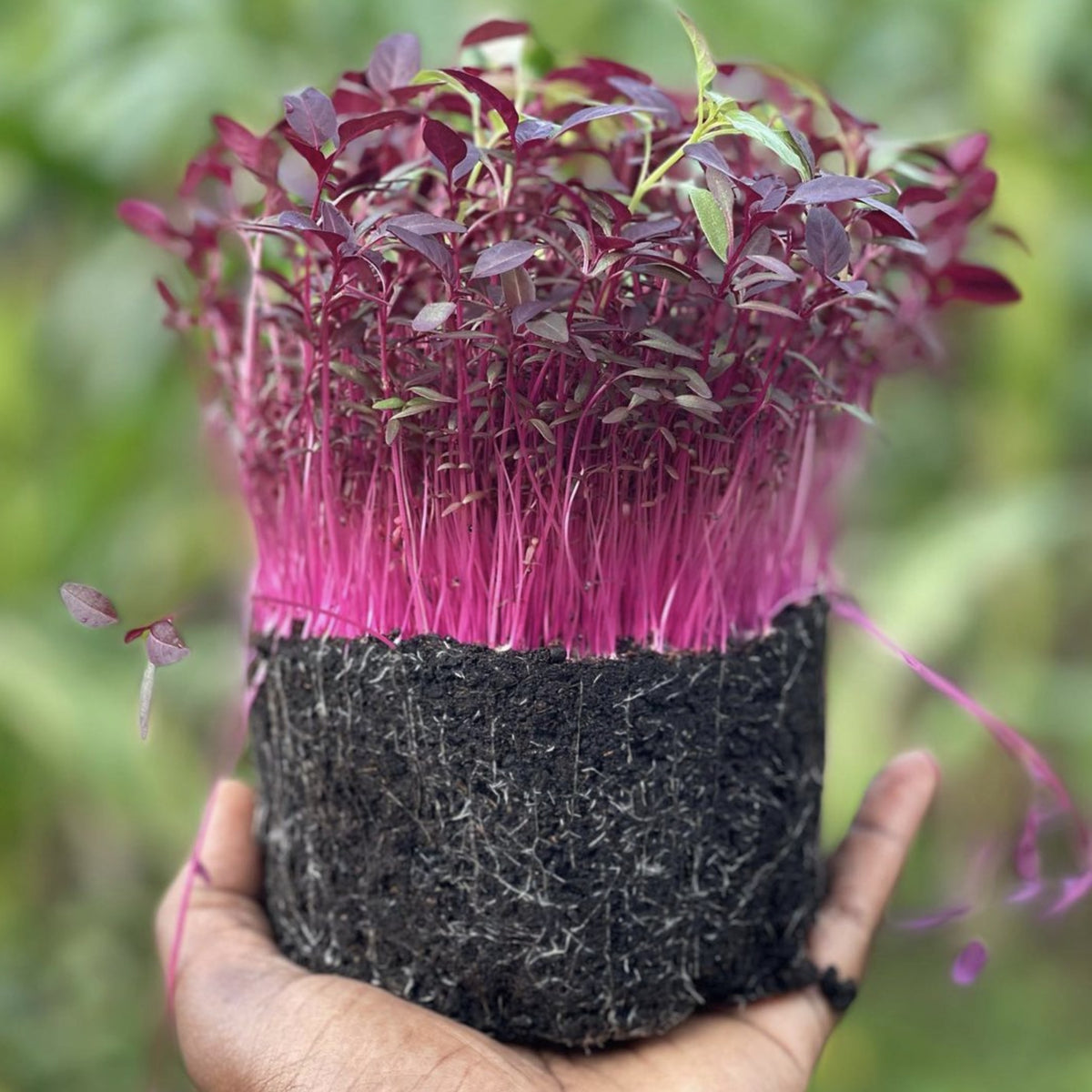 Red Garnet Amaranth Microgreens Seeds