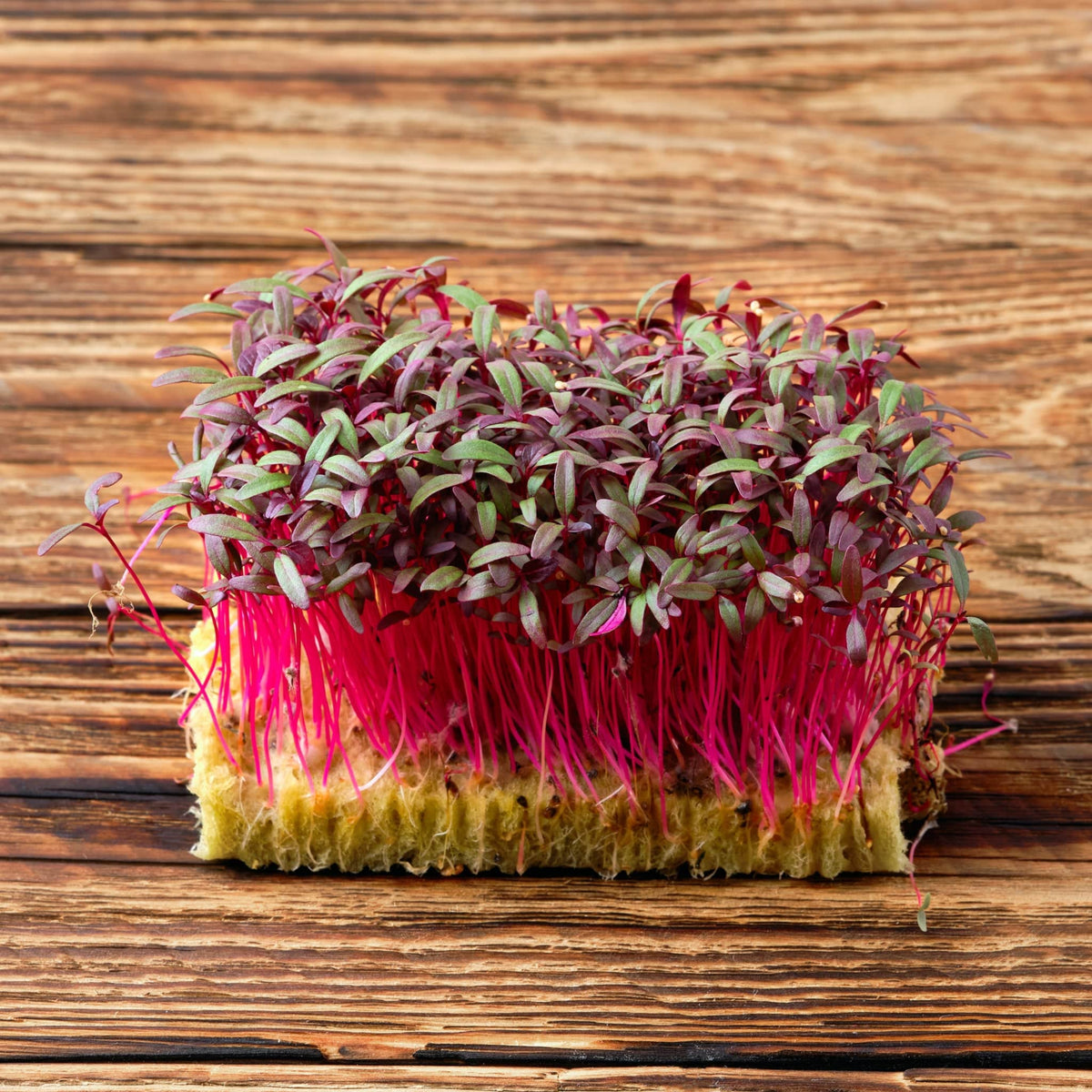 Red Garnet Amaranth Microgreens Seeds