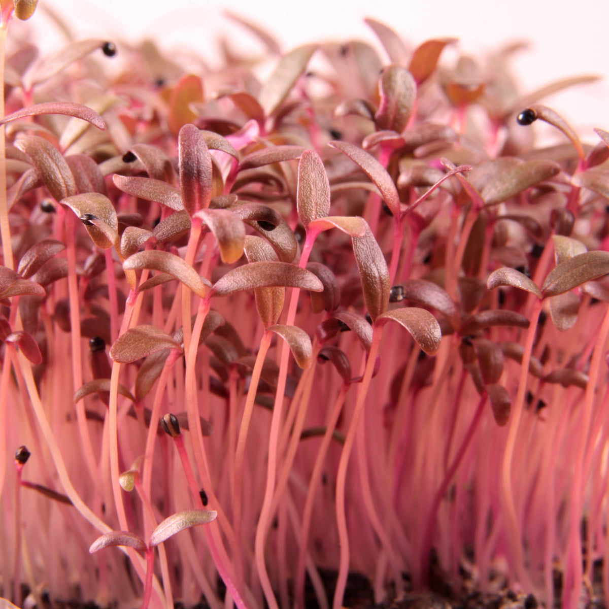 Red Garnet Amaranth Microgreens Seeds