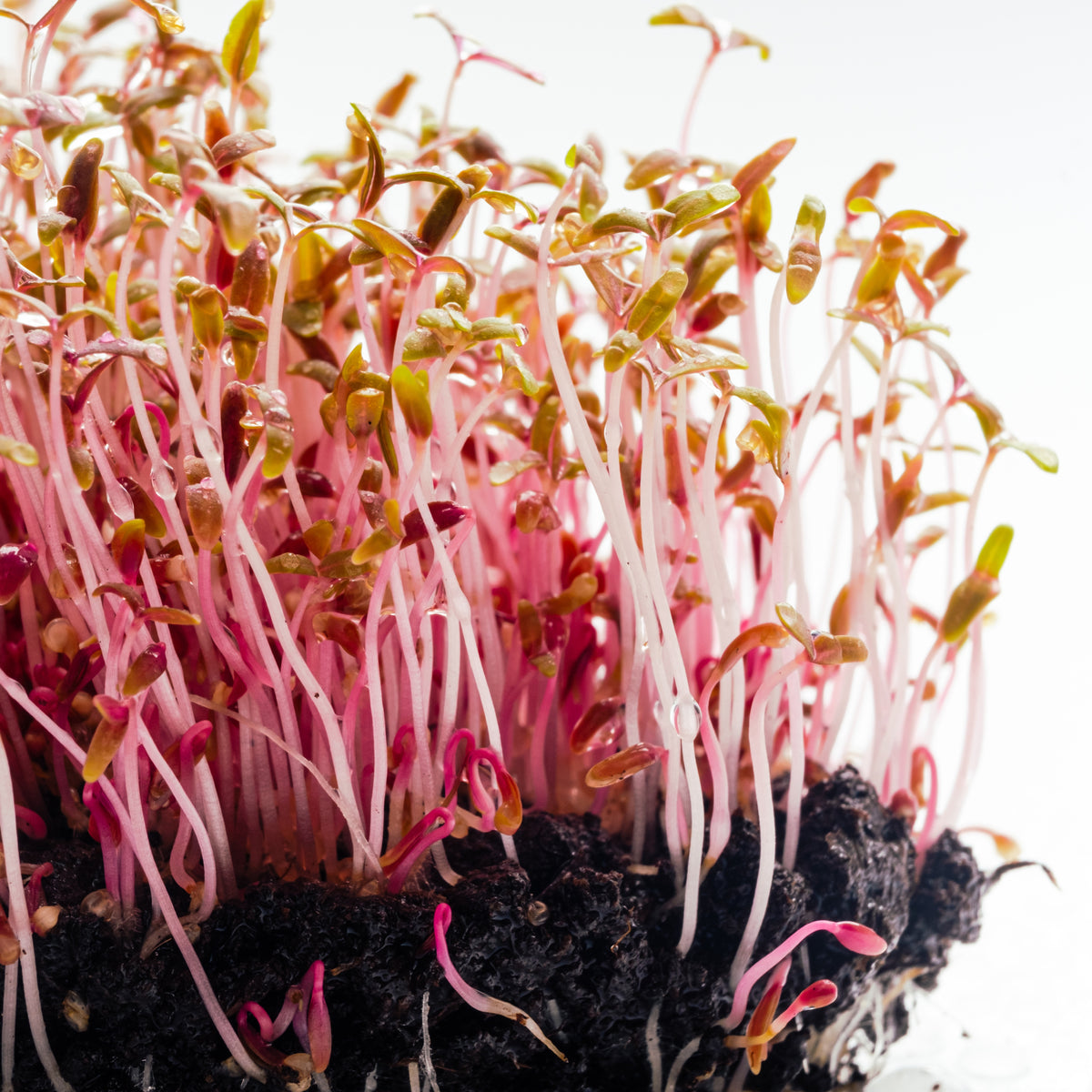 Red Garnet Amaranth Microgreens Seeds