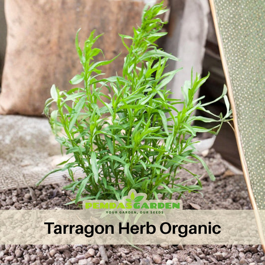 Tarragon Seeds