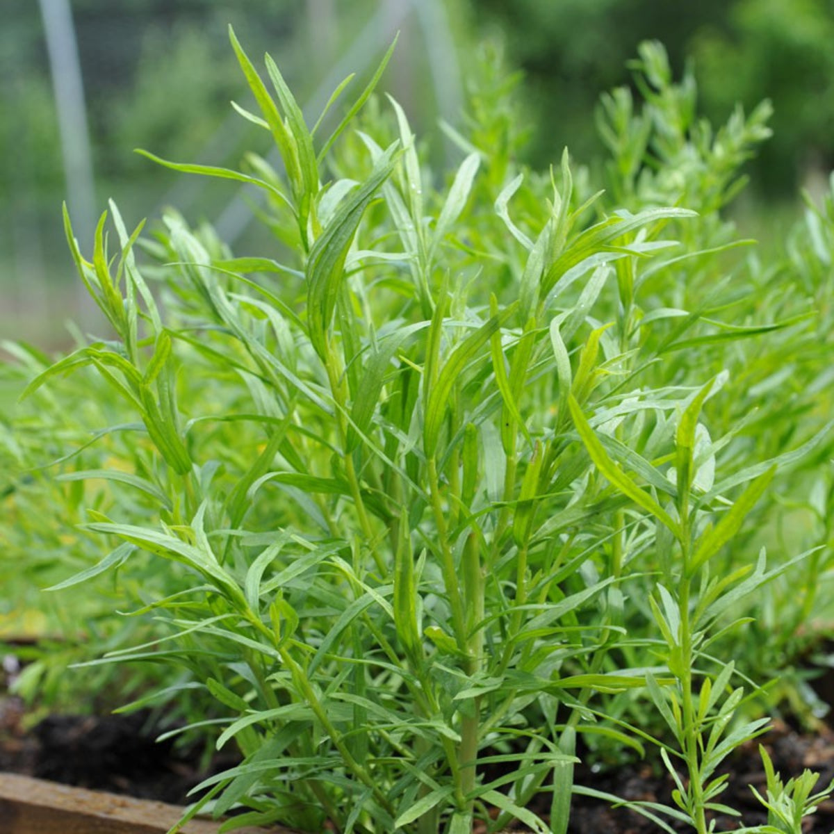 Tarragon Seeds
