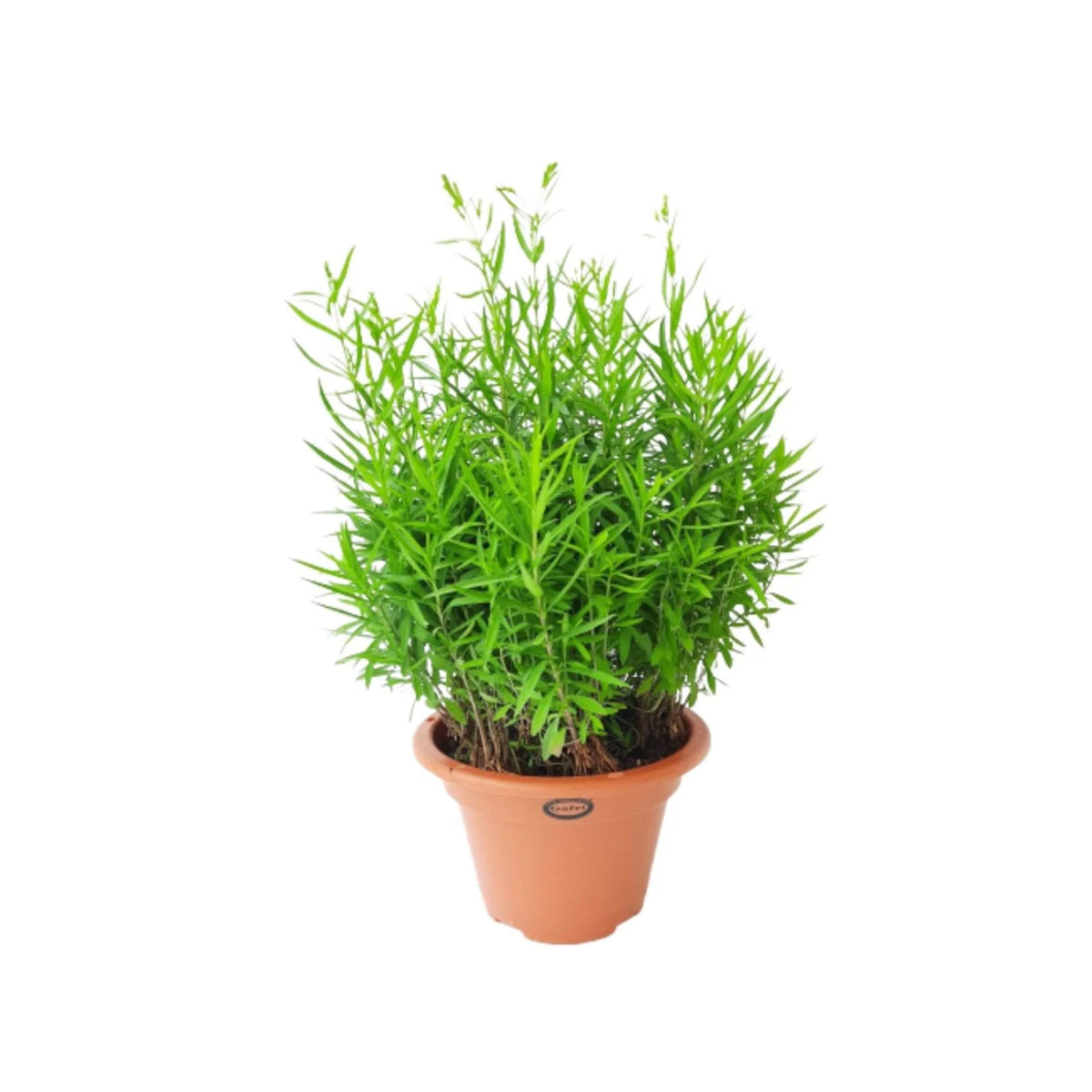 Tarragon Seeds