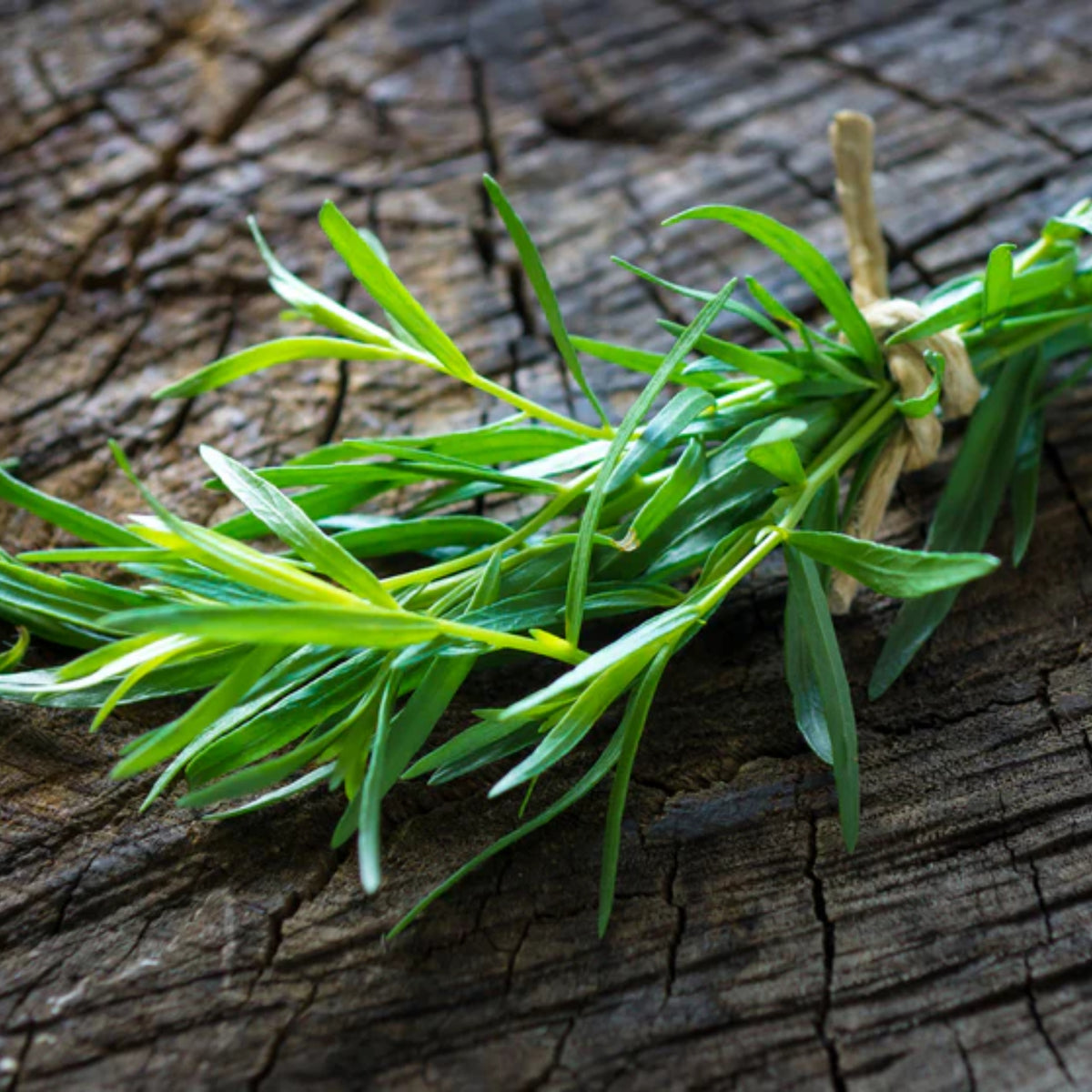 Tarragon Seeds