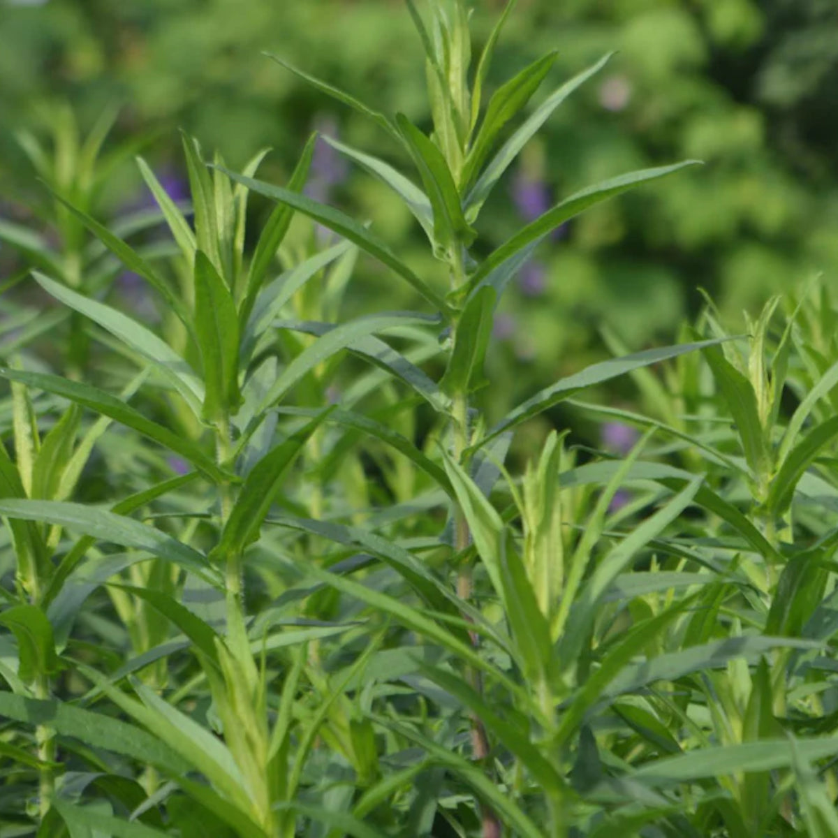 Tarragon Seeds