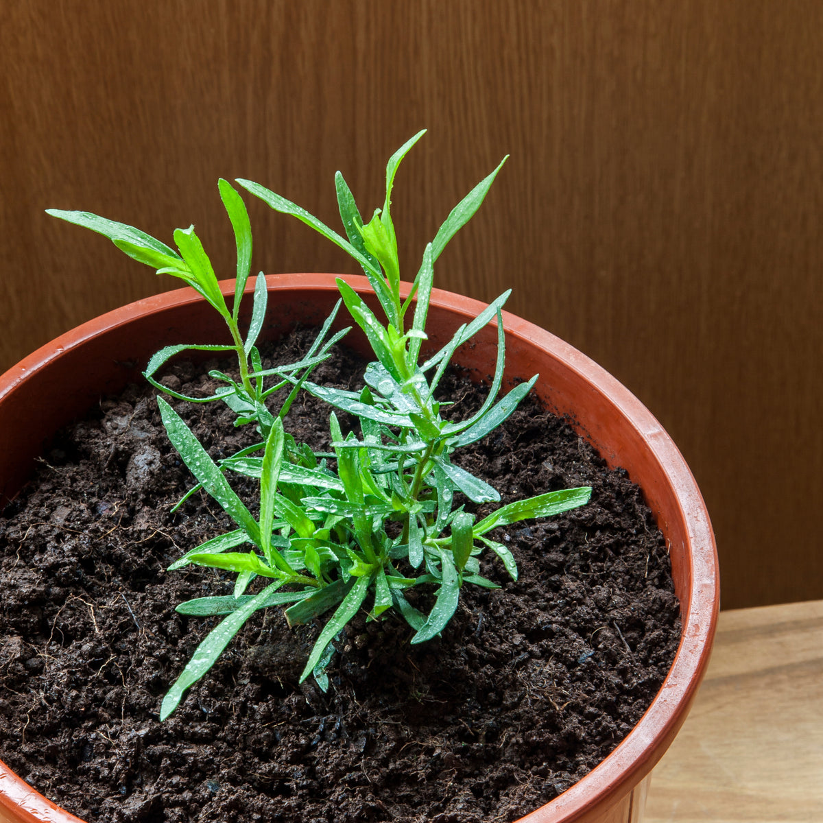 Tarragon Seeds