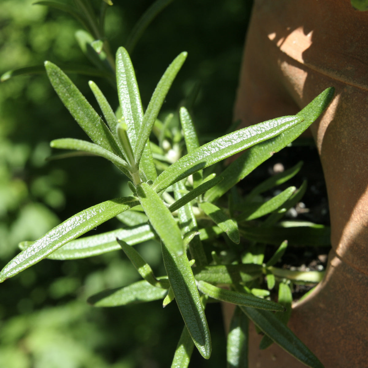 Tarragon Seeds
