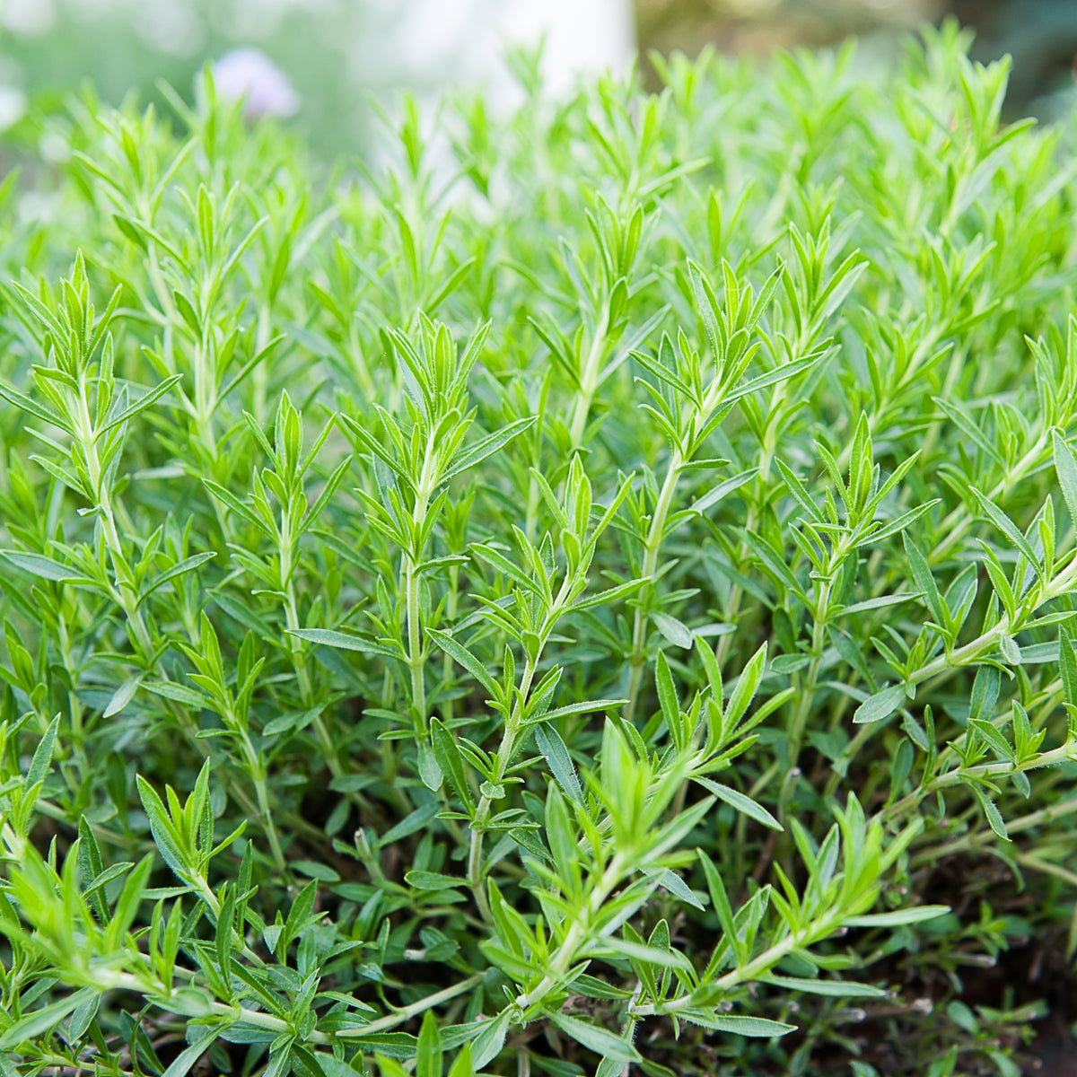 Tarragon Seeds