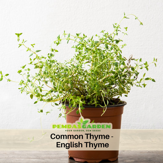 Thymus Vulgaris 'Common Thyme' Seeds