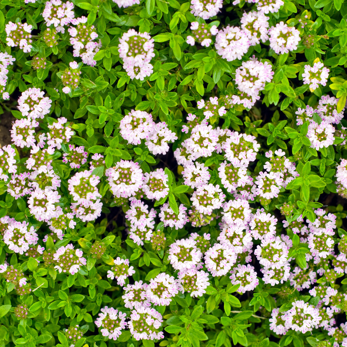 Thymus Vulgaris 'Common Thyme' Seeds